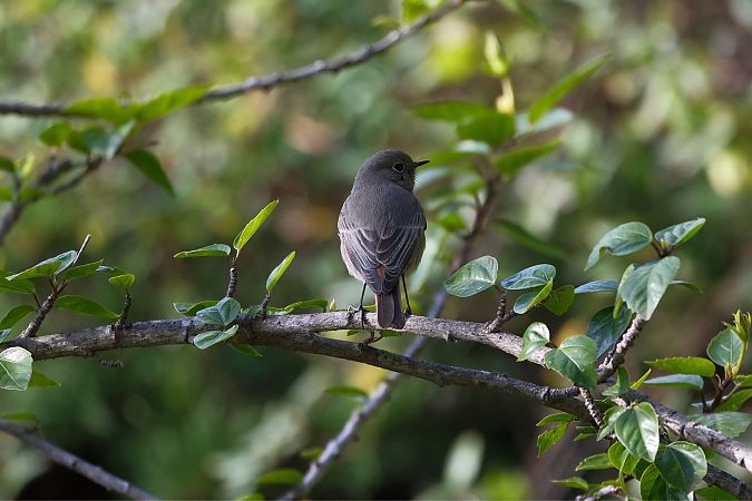 Codirosso spazzacamino  - Riccardo Pasini