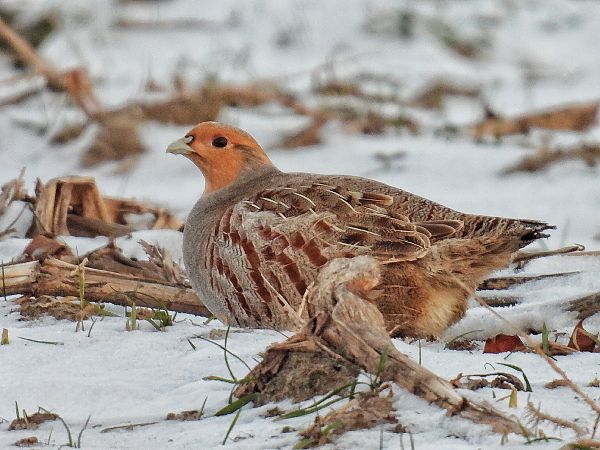 kuropatwa  - Kacper Mikulski