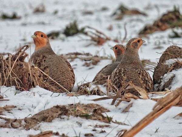 Rebhuhn  - Kacper Mikulski