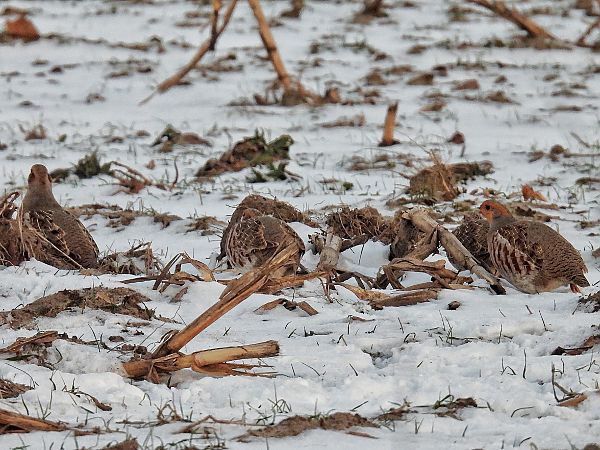 Rebhuhn  - Kacper Mikulski