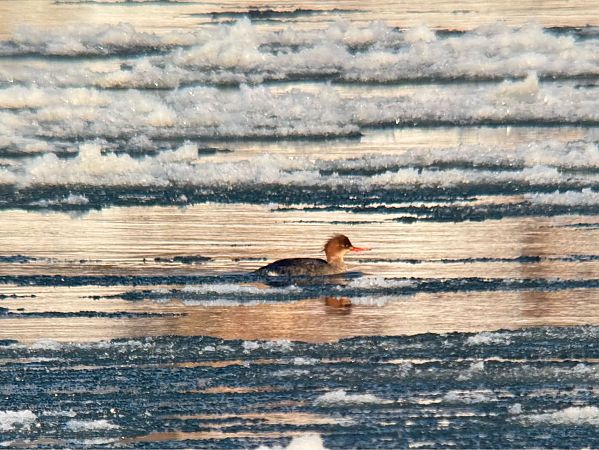 szlachar  - Łukasz Konopka