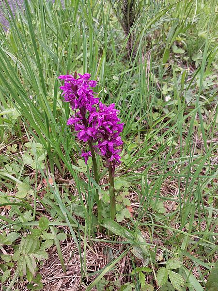Orchis indet. group. mascula  - Quentin Génichon