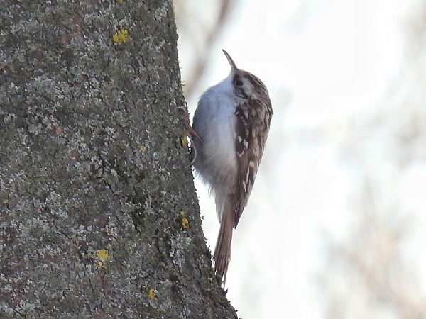 pełzacz leśny  - Kacper Mikulski