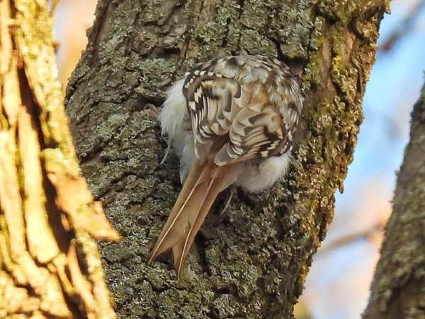 Waldbaumläufer  - Kacper Mikulski