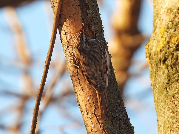 Waldbaumläufer  - Kacper Mikulski