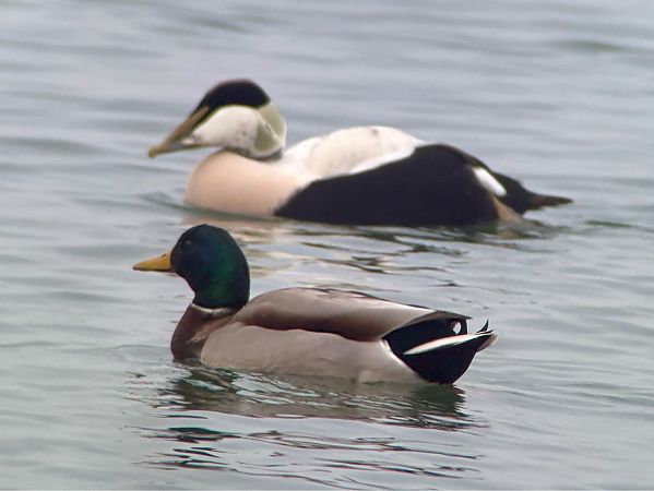 Eider à duvet  - Helmut Schaffer