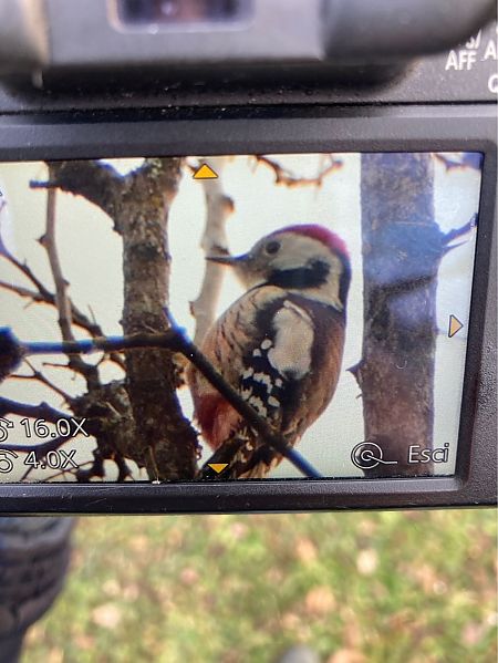Picchio rosso mezzano  - Giorgio Andrea Avanzo (FVG)