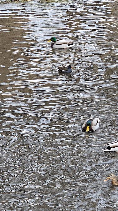 kokoszka  - Anna Kamilewicz-Wicik