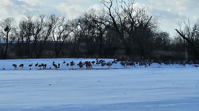 Kranich  - Anna Kamilewicz-Wicik