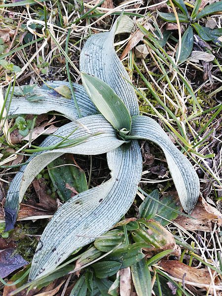 Ophrys apifera s.l.  - Laurent Fourneret