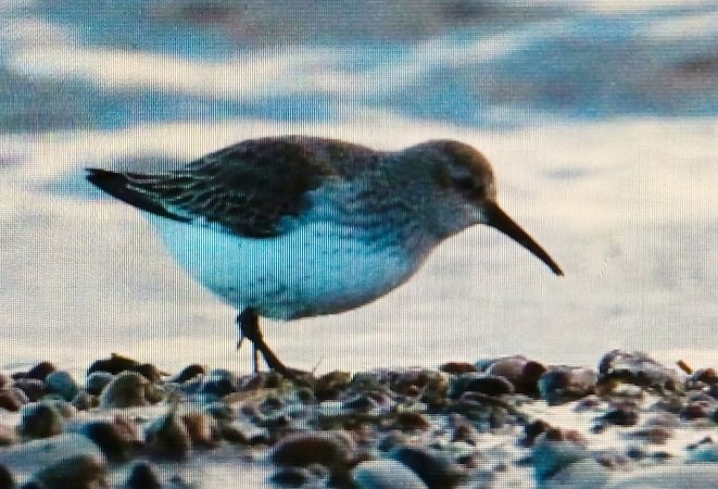 biegus zmienny  - Marek Betlejewicz