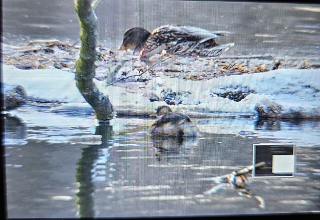 perkozek  - Anna Kamilewicz-Wicik