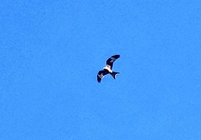 Milà reial  - Ruben Llados Gomez