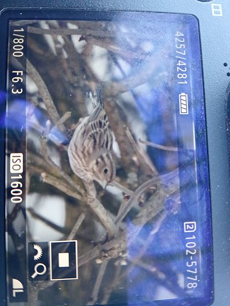 trznadel białogłowy  - Marcin Kuźma