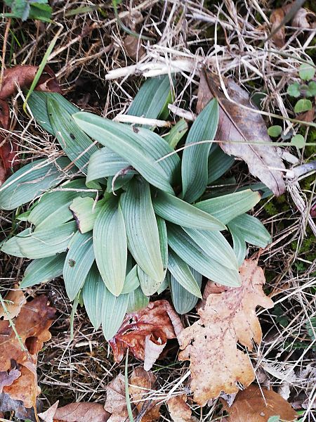 Ophrys apifera s.l.  - Laurent Fourneret