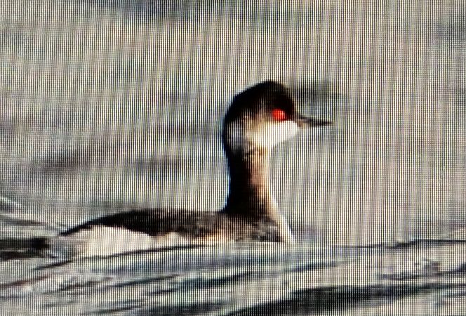 zausznik  - Marek Betlejewicz