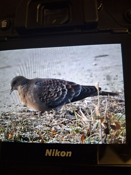 Tortora orientale  - Roberto Villani