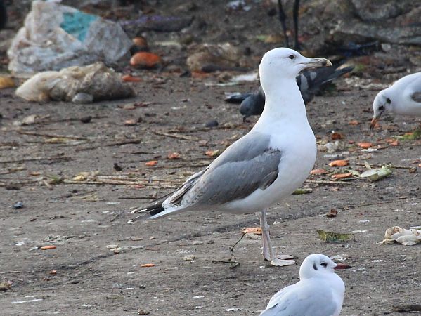 Gabbiano pontico  - Alessio Mannello