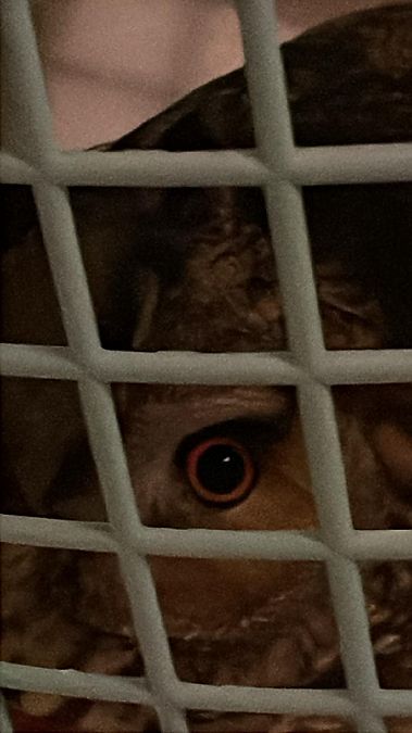 Gufo comune  - Rudy Valfiorito