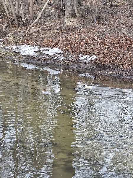 nurogęś  - Tomasz Zarzycki