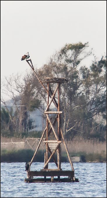 Falco pescatore  - Giuseppe Di Lieto