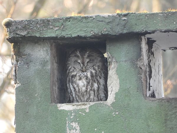 puszczyk  - Adrian Dudkiewicz