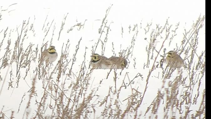 górniczek  - Tomasz Gogołek