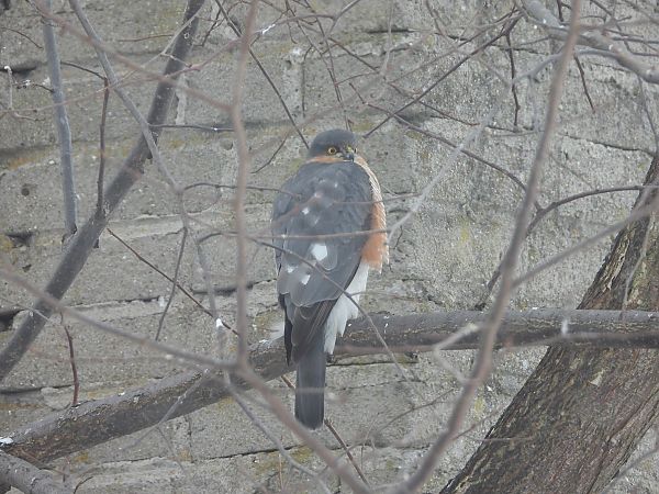 krogulec  - Adrian Dudkiewicz