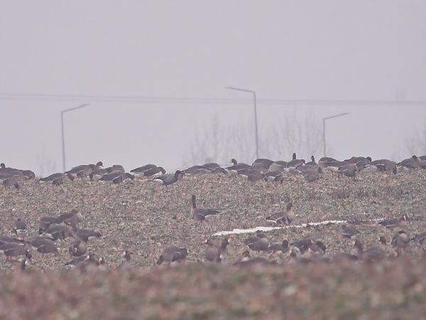 bernikla obrożna  - Rafał Piernikarczyk