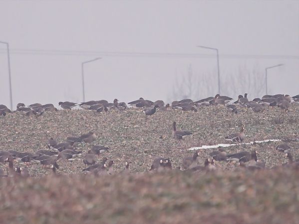 bernikla obrożna  - Rafał Piernikarczyk