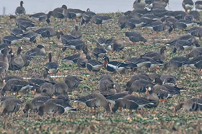 bernikla rdzawoszyja  - Karolina Skorb