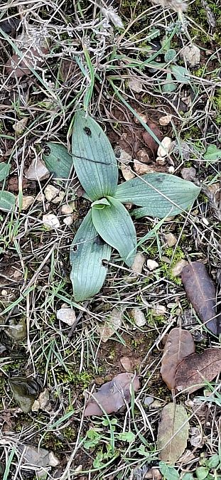 Ophrys sp. 