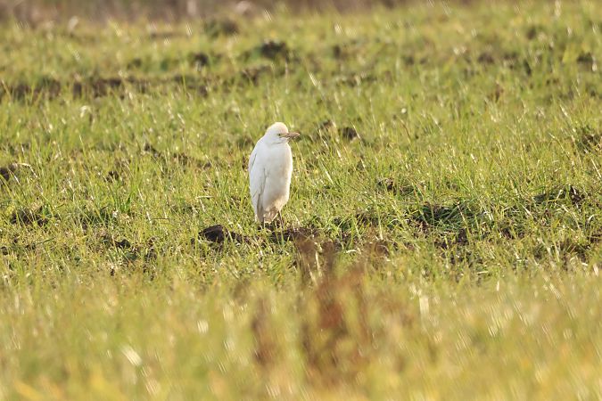 Airone guardabuoi  - Adelfina Aldrovandi