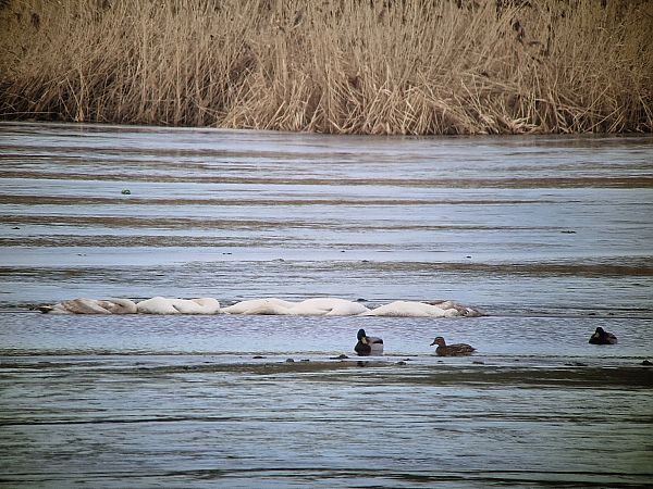 łabędź niemy  - Tomasz Zarzycki