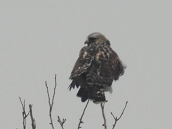 Rough-legged Buzzard  - Kacper Mikulski