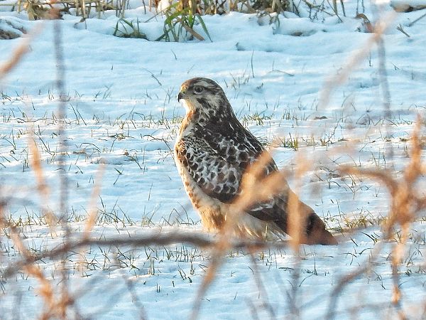 myszołów  - Kacper Mikulski