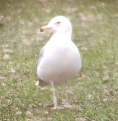 Gabbiano pontico  - Lorenza Venturini