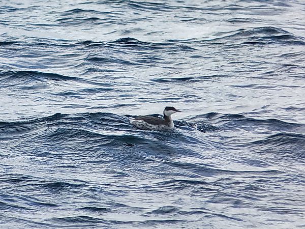 Grèbe esclavon  - Ulrich Lindinger