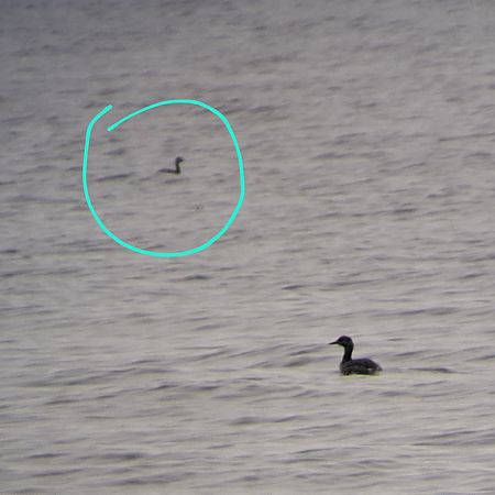 Grèbe esclavon  - Jonas Auer