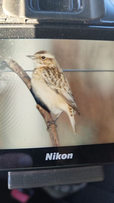 Stiaccino  - Luca Rossi