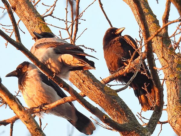 czarnowron  - Kacper Mikulski