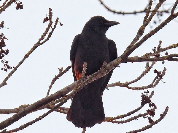 Rabenkrähe  - Kacper Mikulski