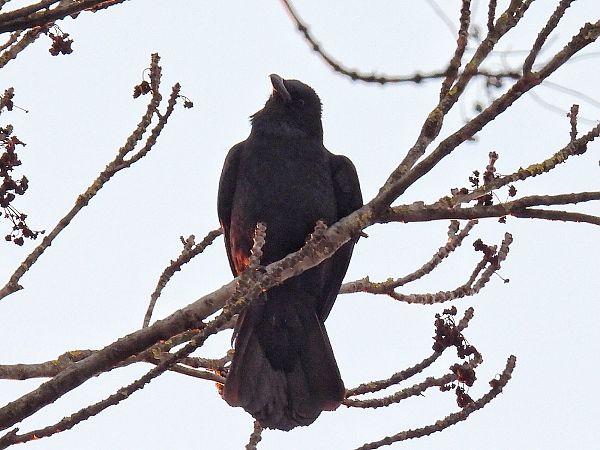 Rabenkrähe  - Kacper Mikulski