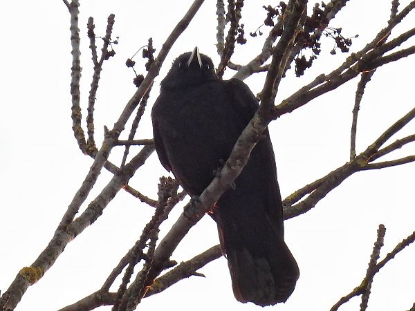 Rabenkrähe  - Kacper Mikulski