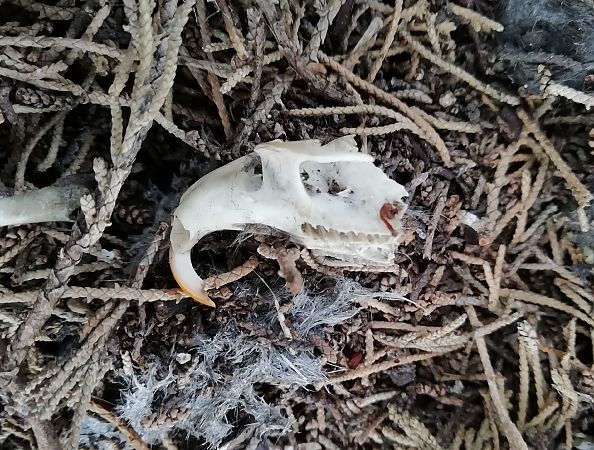 Waldohreule  - Massimo Bozza