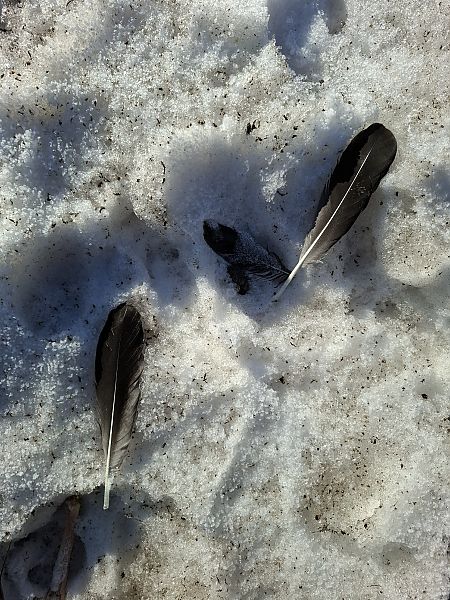 gęsi północne A.albifrons/fabalis/serrirostris  - Ewa Nalepa