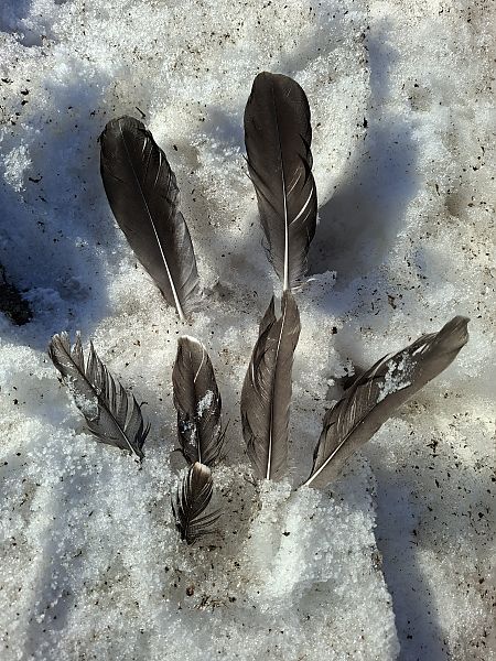 Blässgans / Saatgans  - Ewa Nalepa