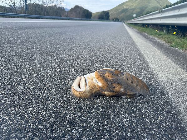 Barbagianni  - Iudici Arnaldo