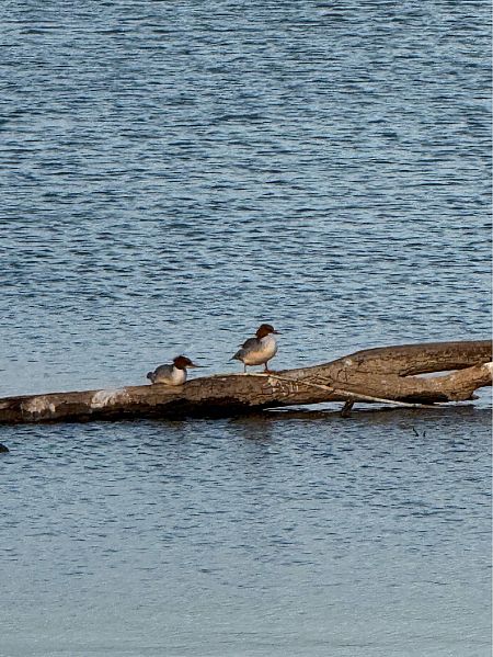 Bec de serra gros  - Roser Alari Majó