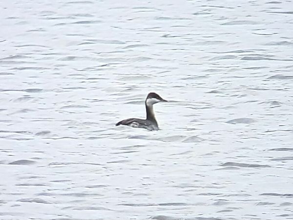 Grèbe esclavon  - Ulrich Lindinger